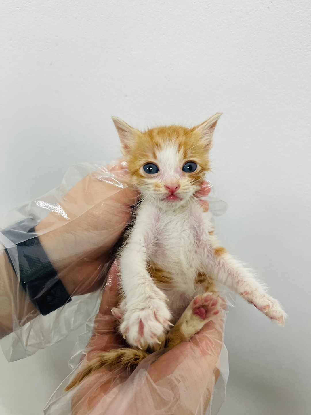 반려동물보호센터_443571202301548
