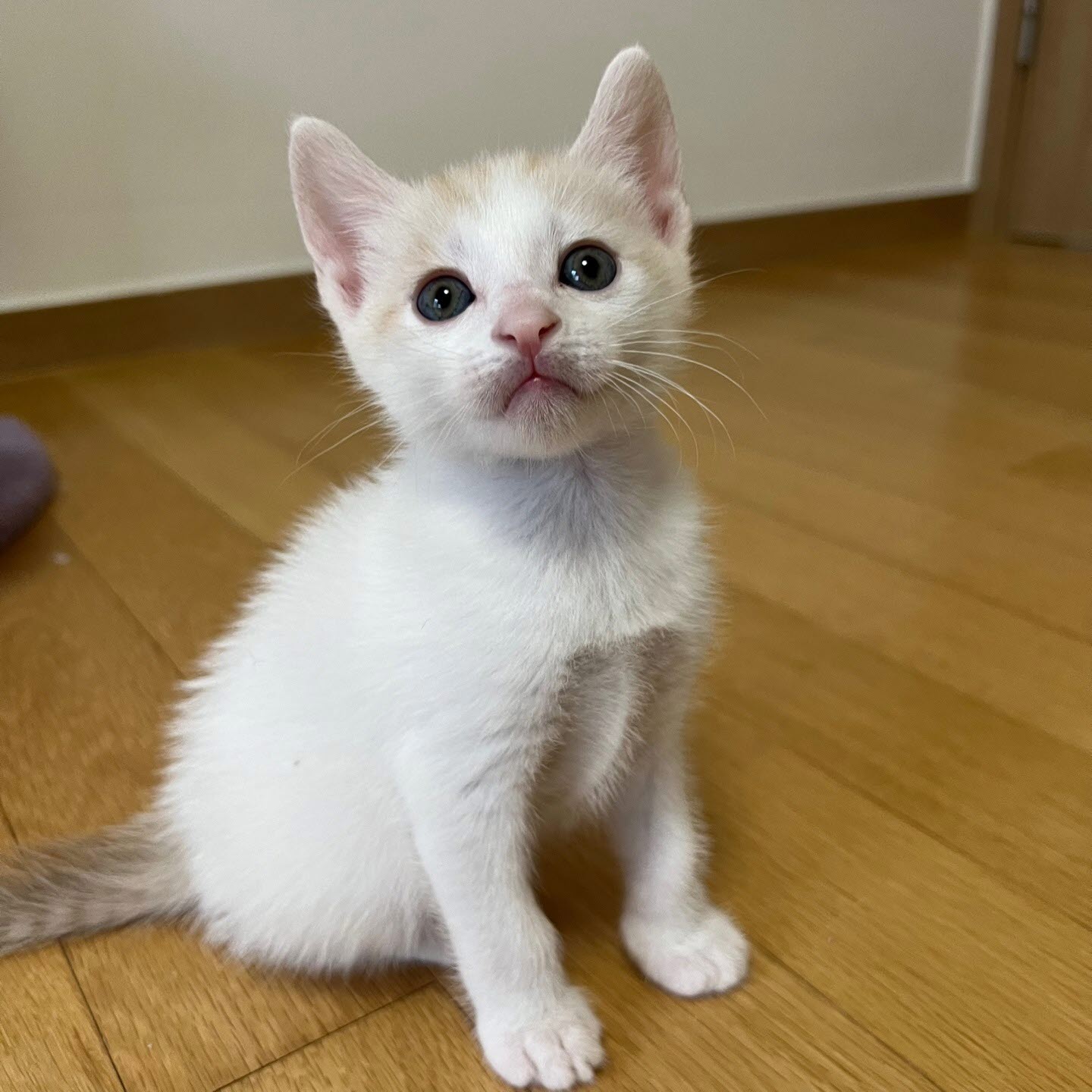 아산동물복지지원센터_444452202301099