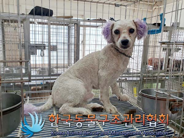 한국동물구조관리협회_441560202300597