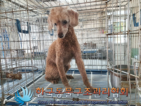 한국동물구조관리협회_411312202300317