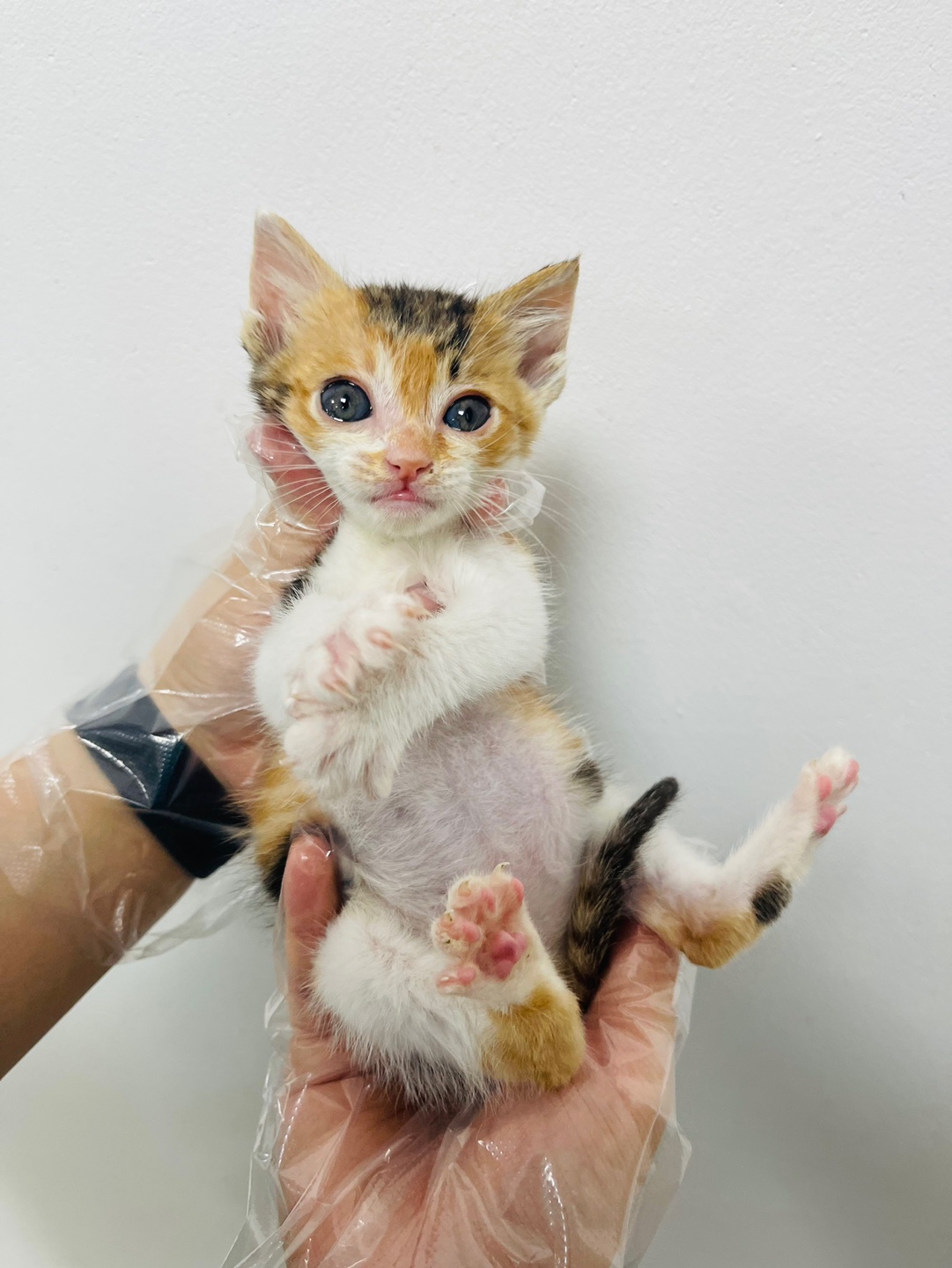 [고양이] 한국 고양이 충북-청주-2023-00441 유기동물 배경 이미지 입니다.
