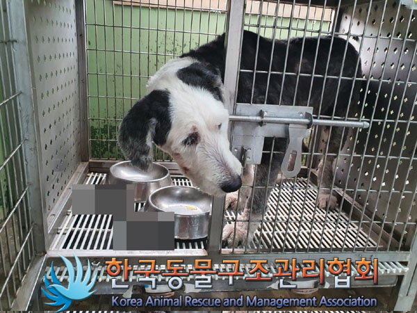 한국동물구조관리협회_411324202300280
