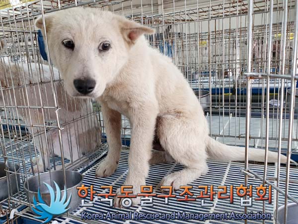한국동물구조관리협회_441409202300757