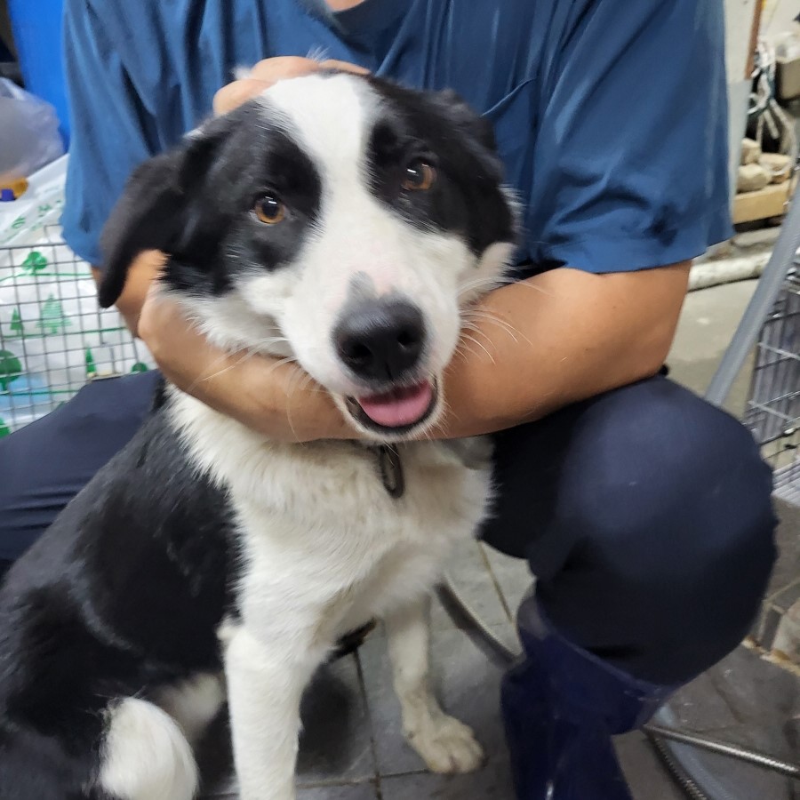 이성준동물병원_441408202300525