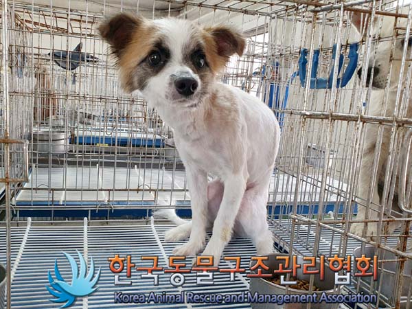 한국동물구조관리협회_441406202300659