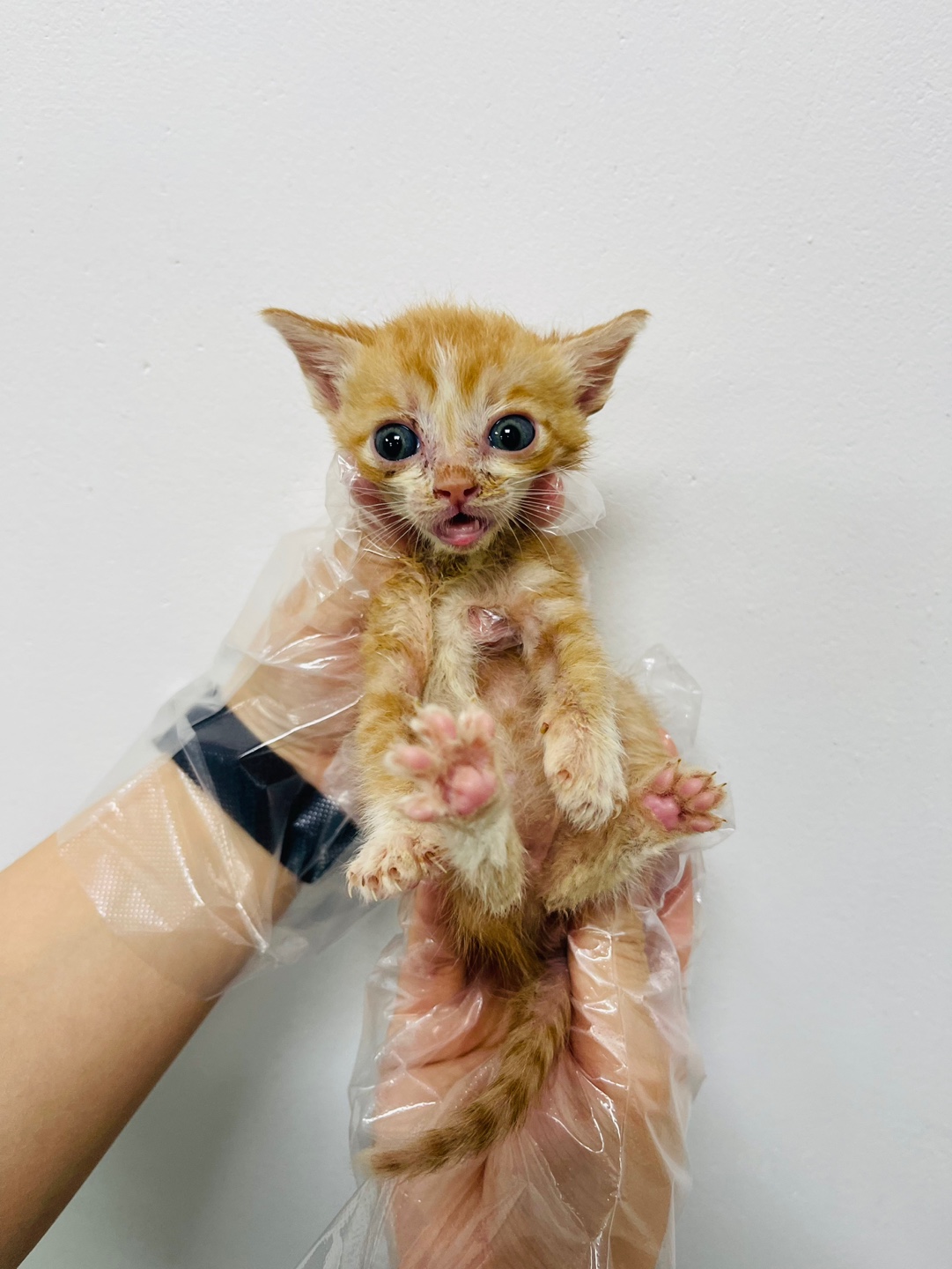 [고양이] 한국 고양이 충북-청주-2023-00397 유기동물 배경 이미지 입니다.