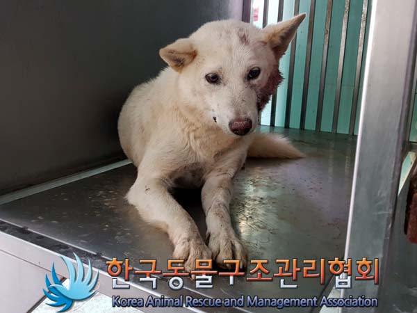 한국동물구조관리협회_441414202300334