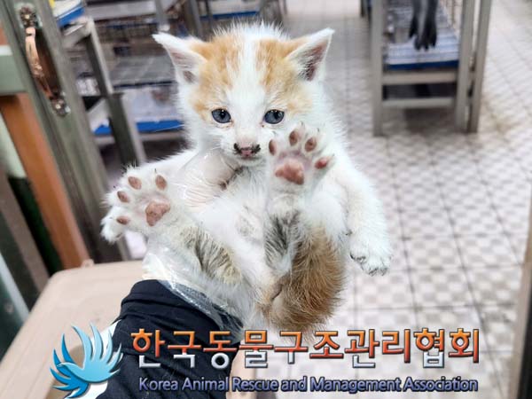 한국동물구조관리협회_411317202300107
