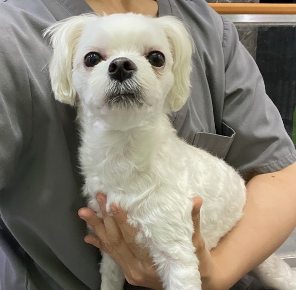 펫앤쉘터동물병원_441378202300861