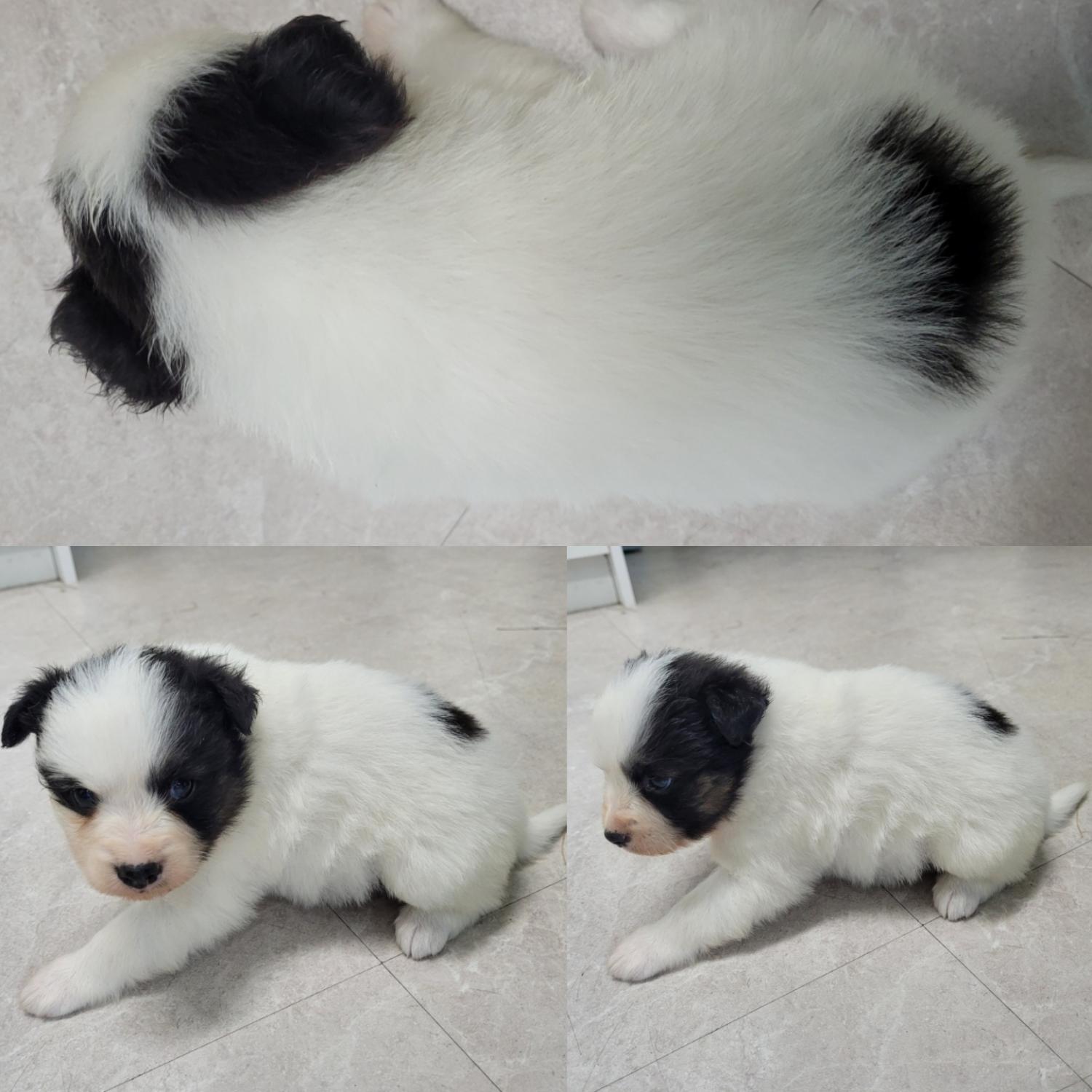 논산시 동물보호센터_444454202300451
