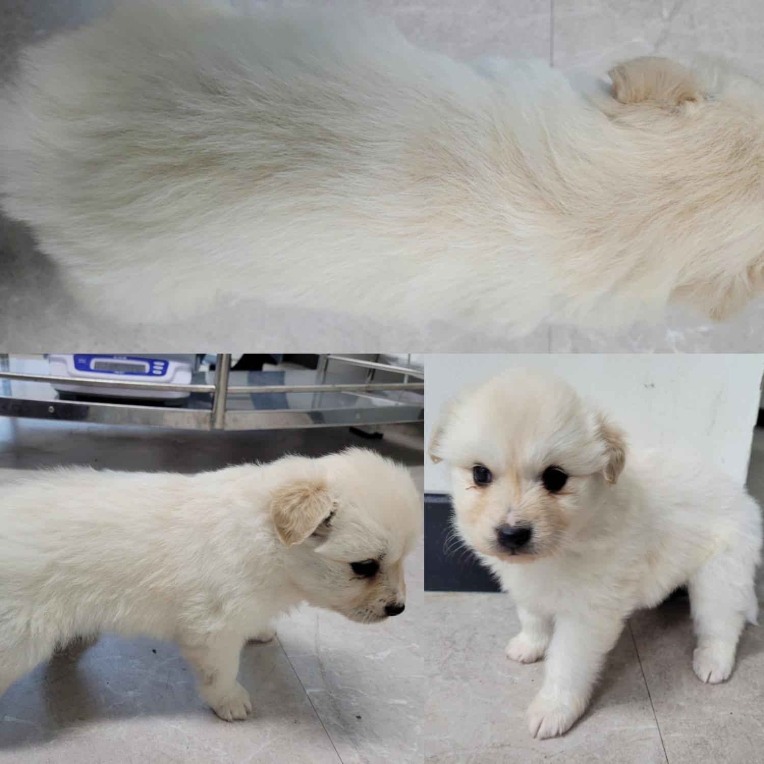 논산시 동물보호센터_444454202300449