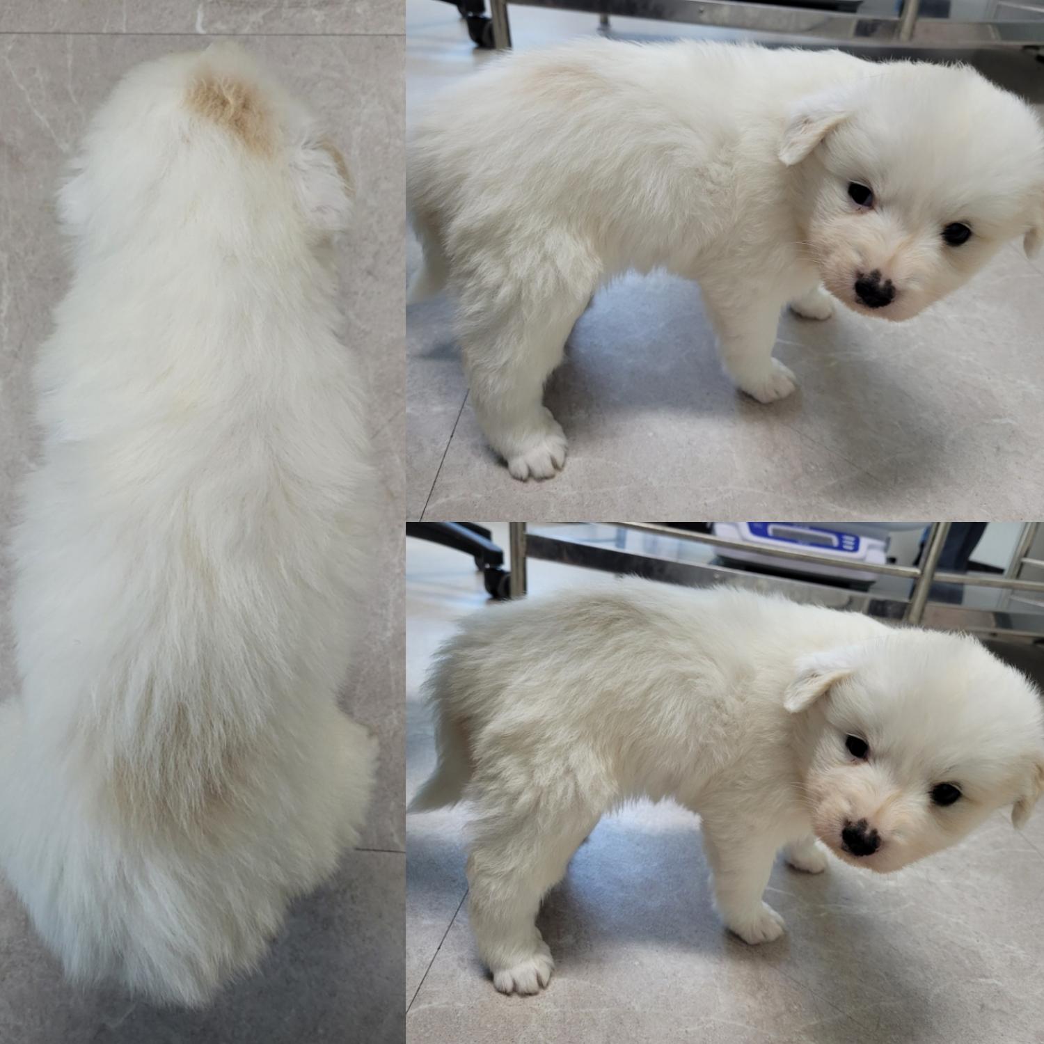 논산시 동물보호센터_444454202300448