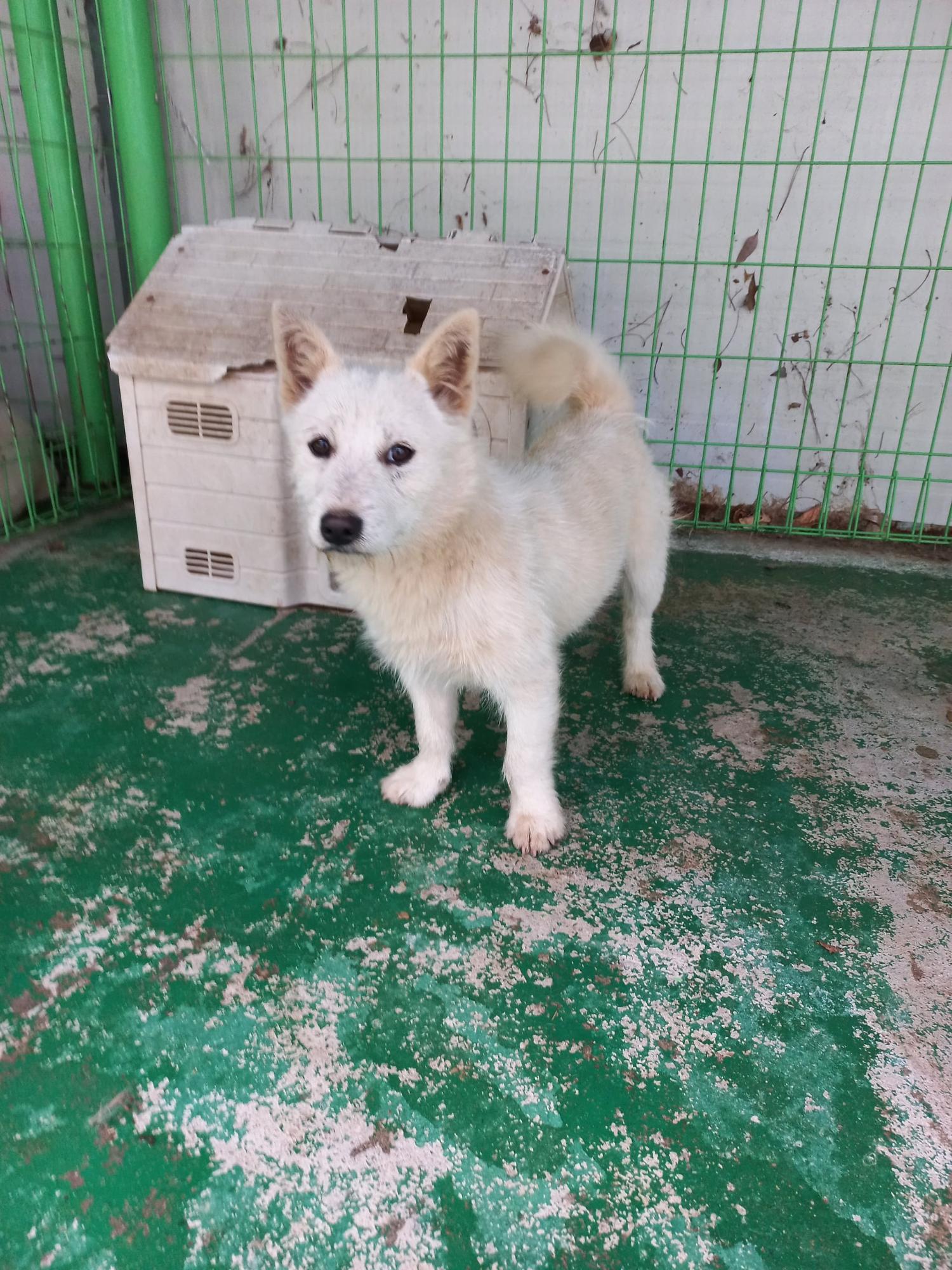 봉화군유기동물보호소_447524202300004