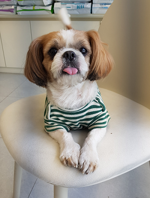 조재진동물병원_428354202300625