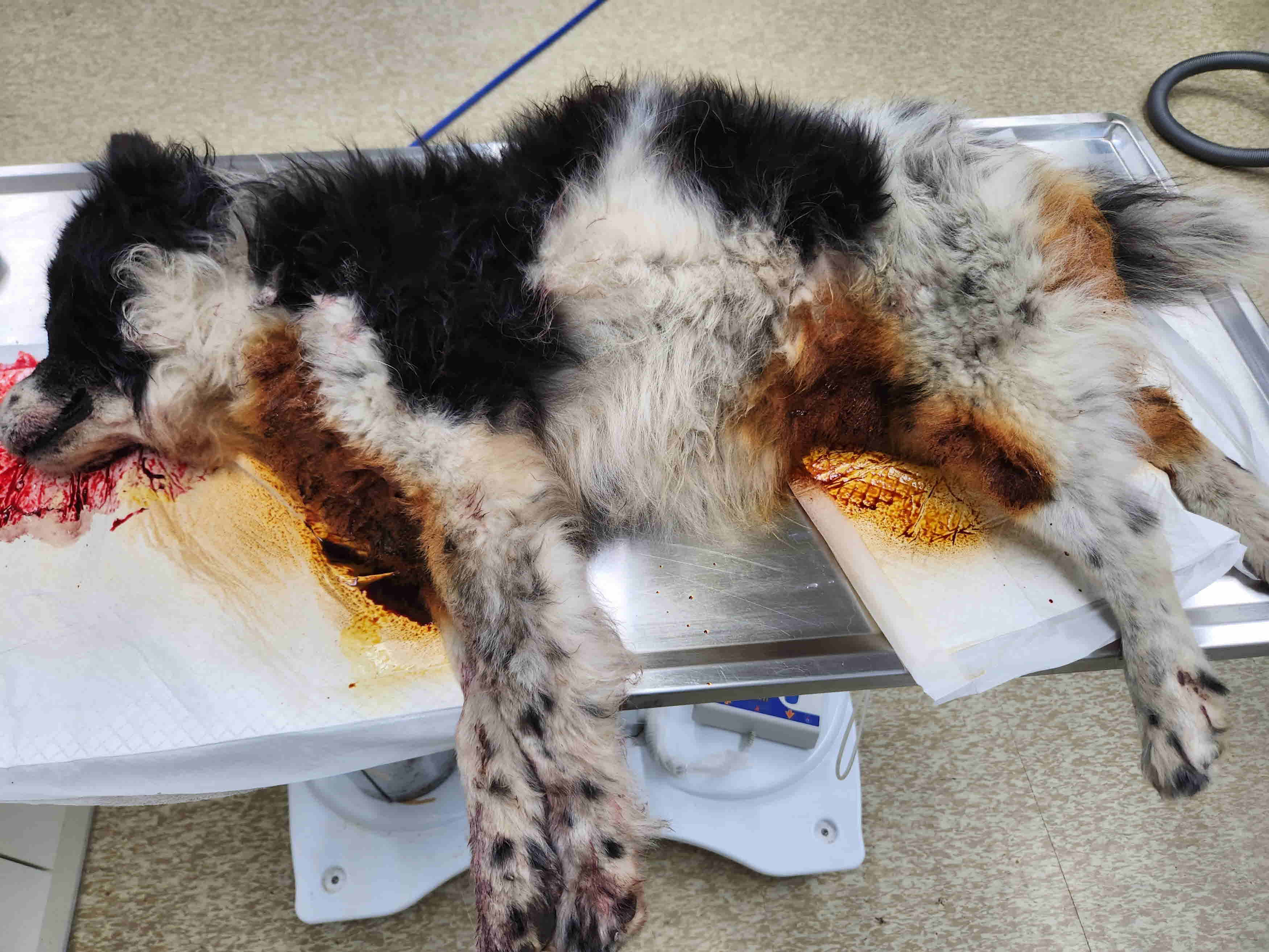 남양주시동물보호센터_441399202301184