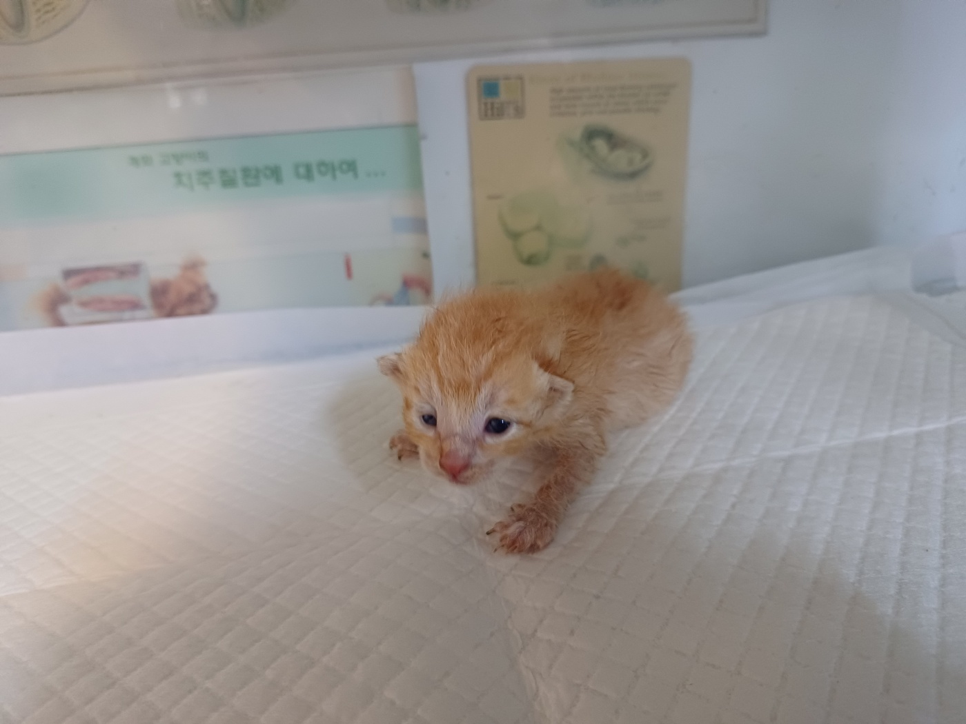 행복한동물병원_445464202301883