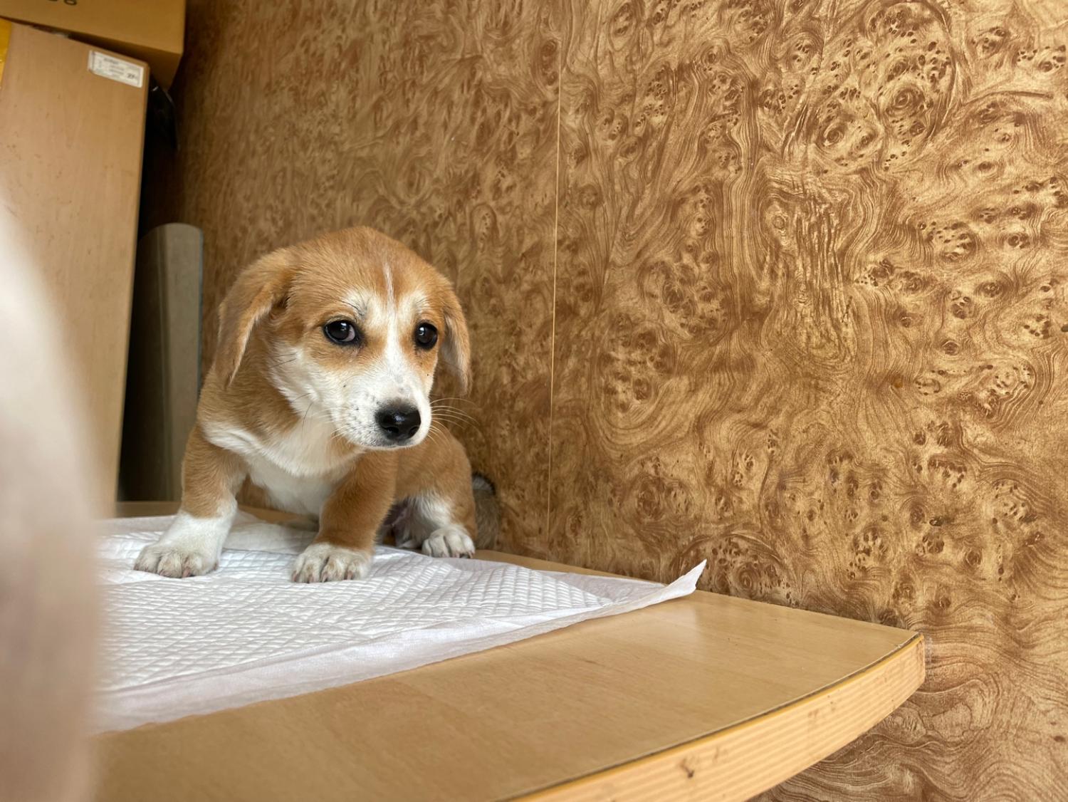 순천시유기동물보호소_446482202300281