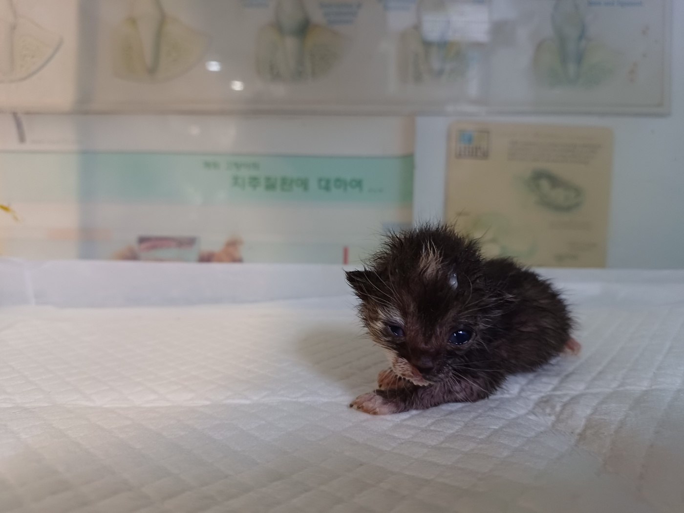 행복한동물병원_445464202301885