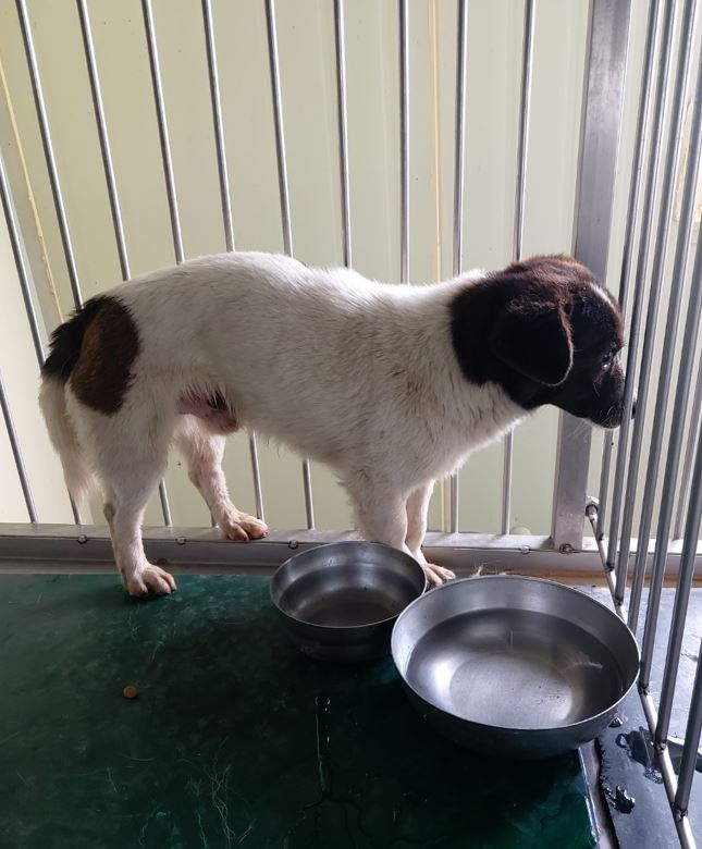 보령시유기동물보호소_444451202300472