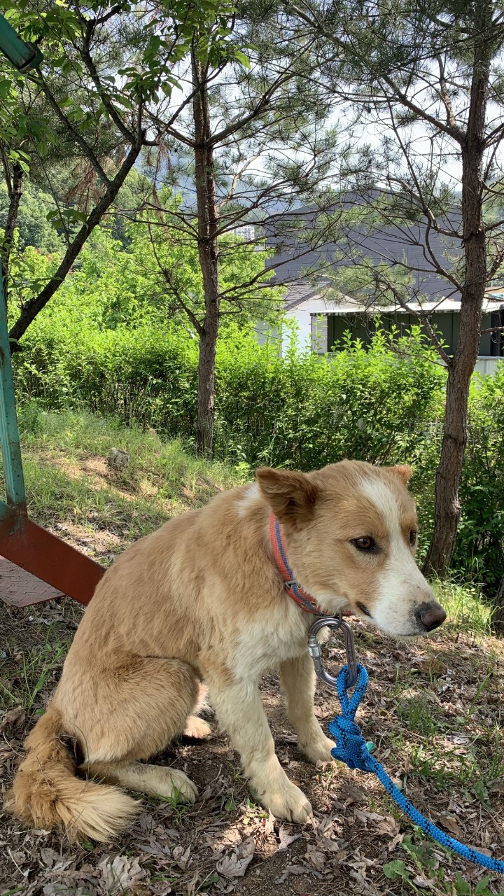 양평군유기동물보호소_441417202300335