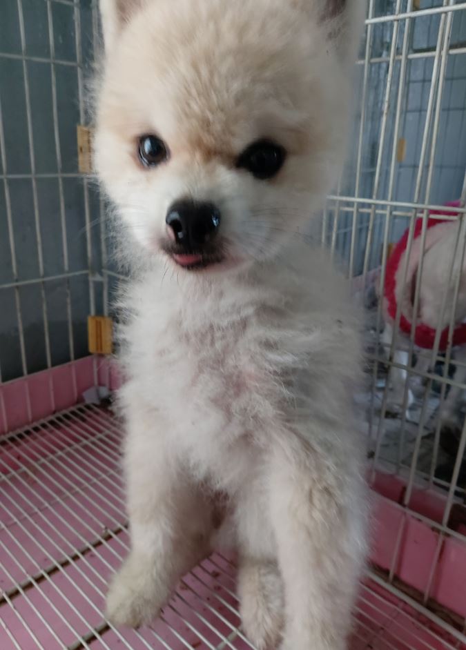 보령시유기동물보호소_444451202300473