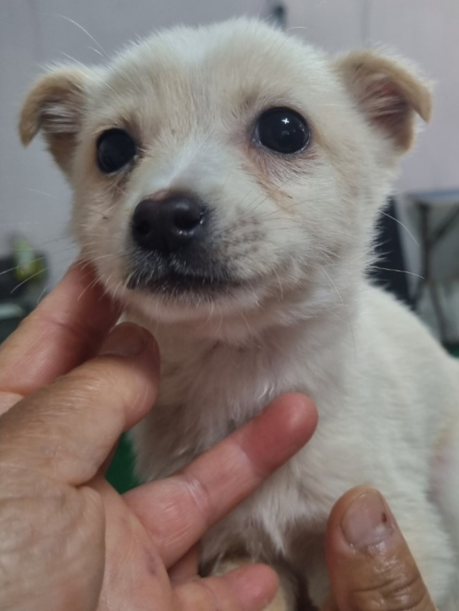 밀양시동물보호센터_448536202301063