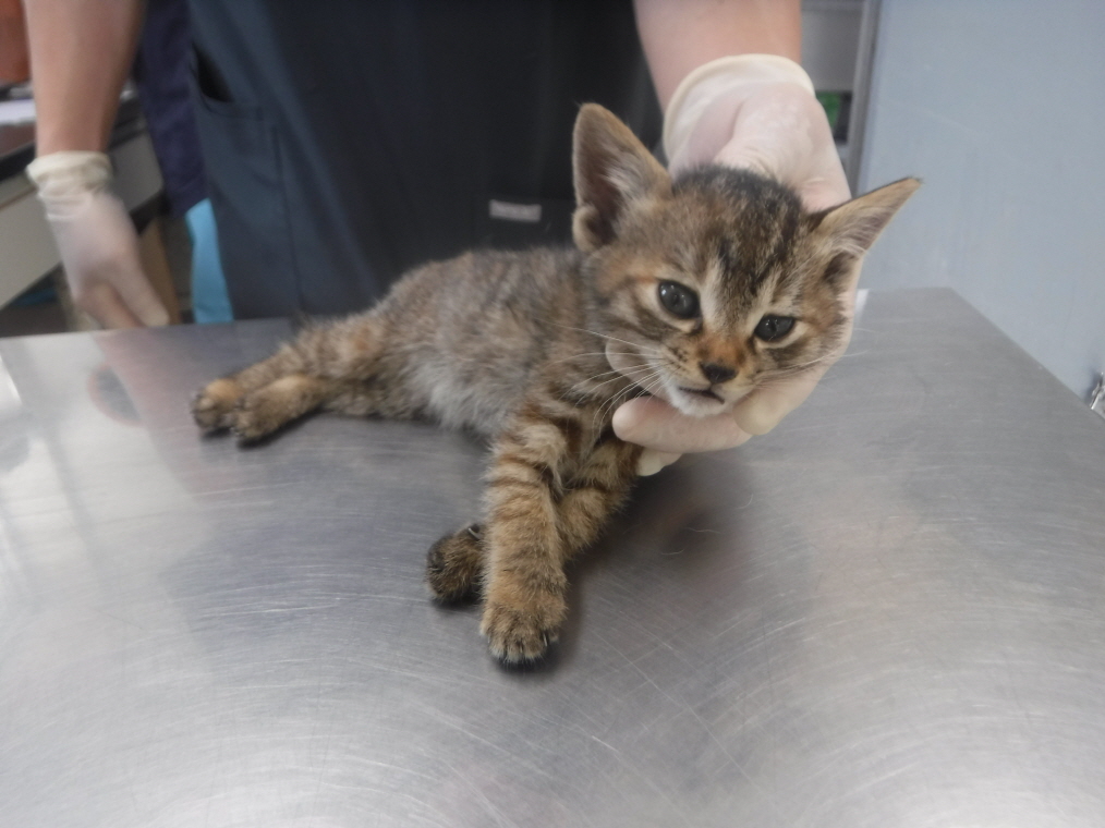 제주 동물보호센터_450650202301636