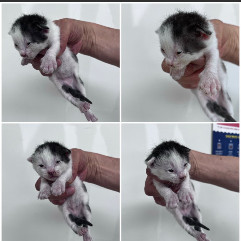 천안시유기동물보호소_444449202301082
