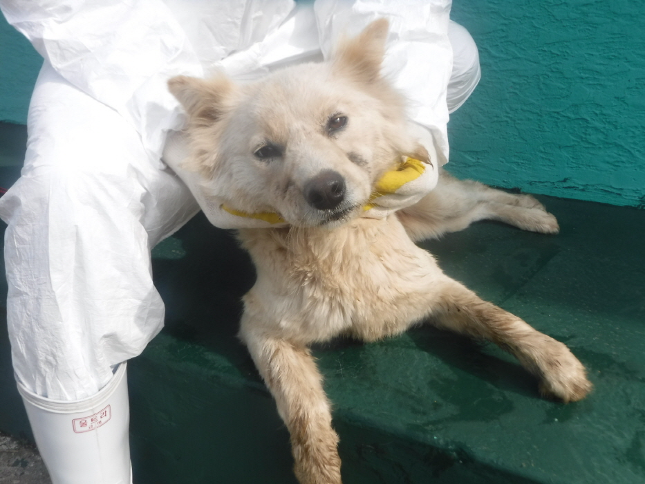 제주 동물보호센터_450650202301618