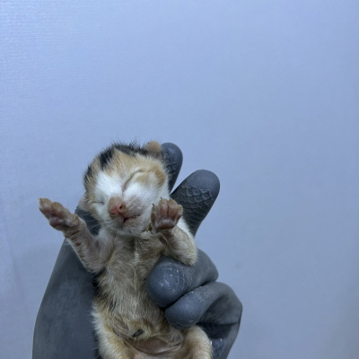 누리동물병원_426331202300093