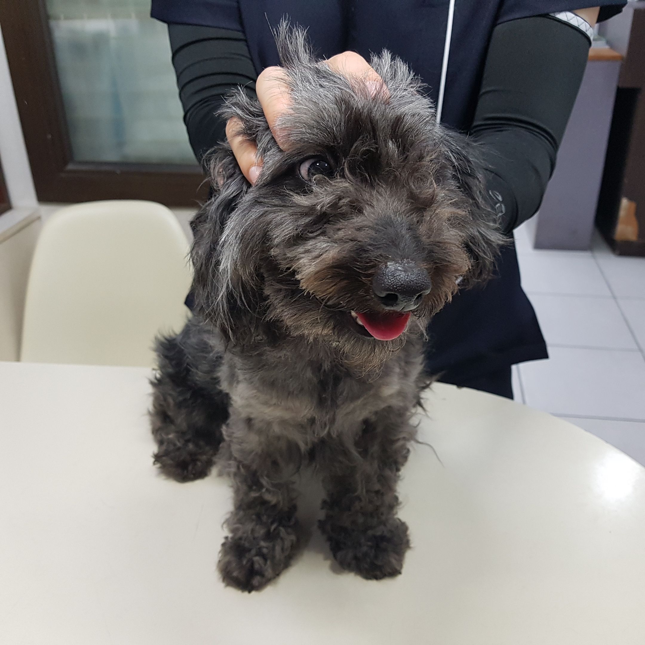 늘푸른동물병원_445464202301891