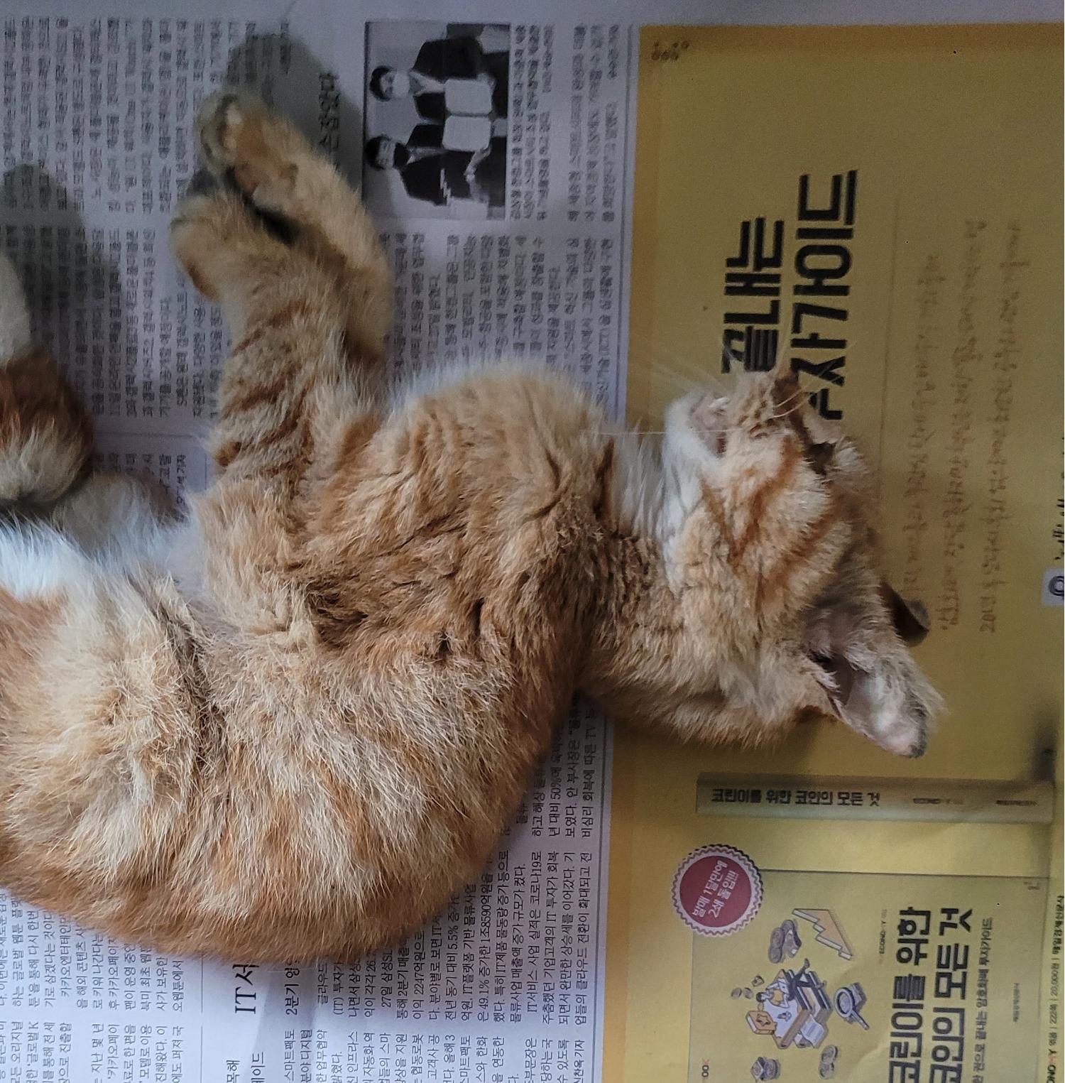 대구유기동물보호협회_427345202300305