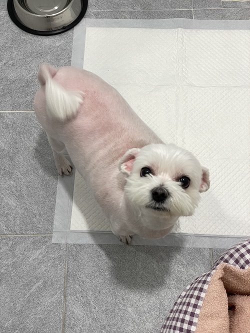 노원반려동물문화센터_411310202300220