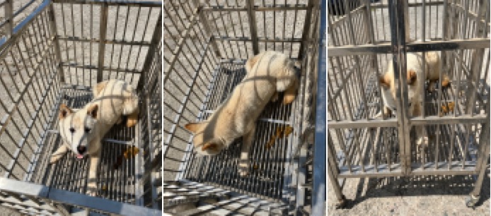 부산동물보호센터_426332202300172