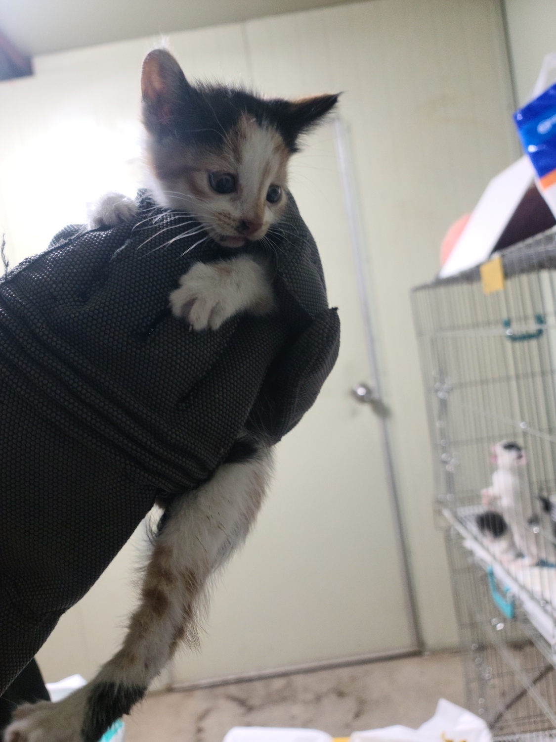 평택시유기동물보호소_441391202301204