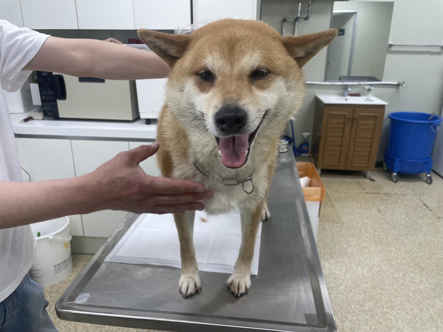 남양주시동물보호센터_441399202301199