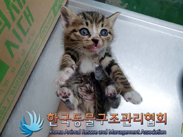 한국동물구조관리협회_441560202300603