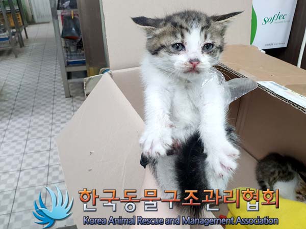 한국동물구조관리협회_411318202300231