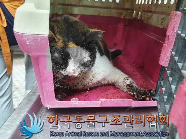 한국동물구조관리협회_411307202300179