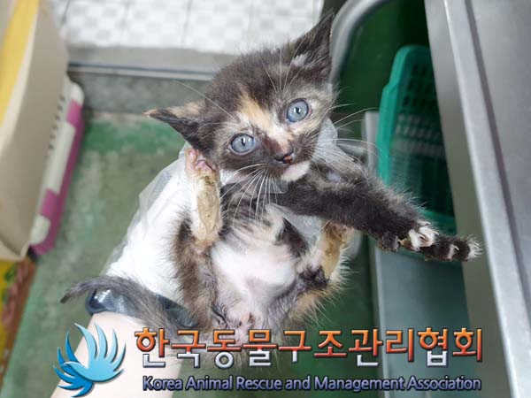 한국동물구조관리협회_411311202300369