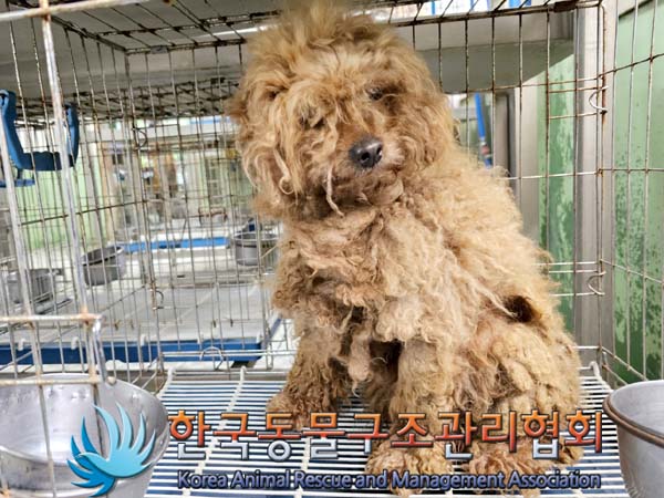 한국동물구조관리협회_441406202300680