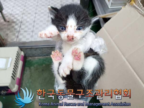 한국동물구조관리협회_441559202300378