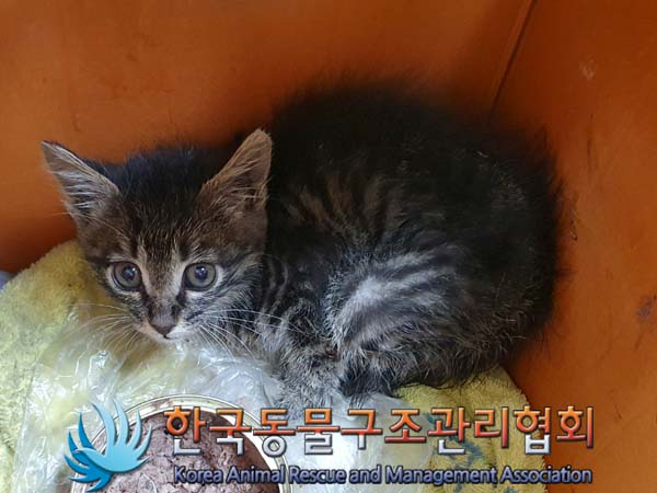 한국동물구조관리협회_411317202300116