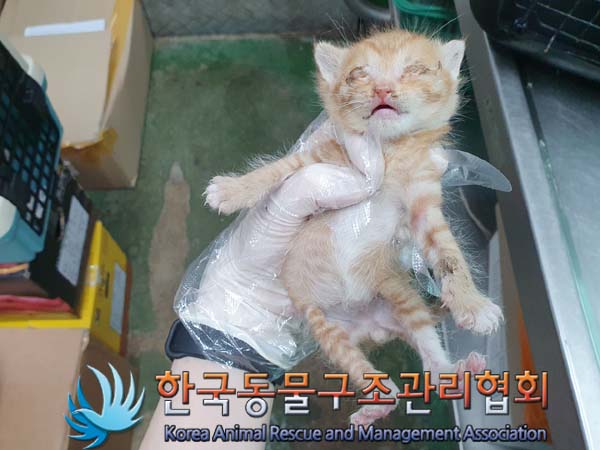 한국동물구조관리협회_411303202300199