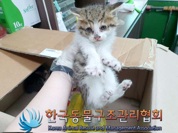 한국동물구조관리협회_411318202300229