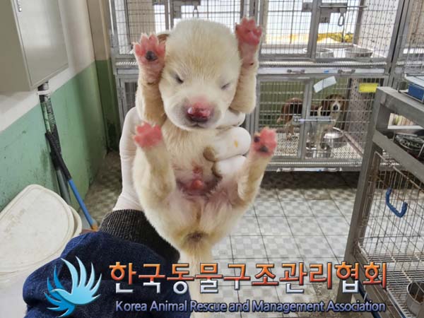 한국동물구조관리협회_441406202300676