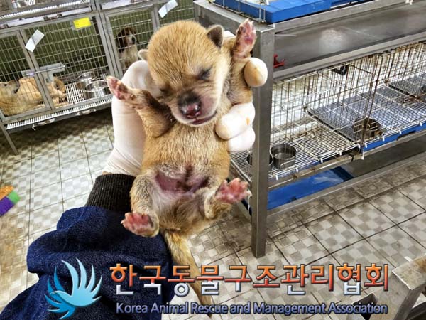 한국동물구조관리협회_441406202300673