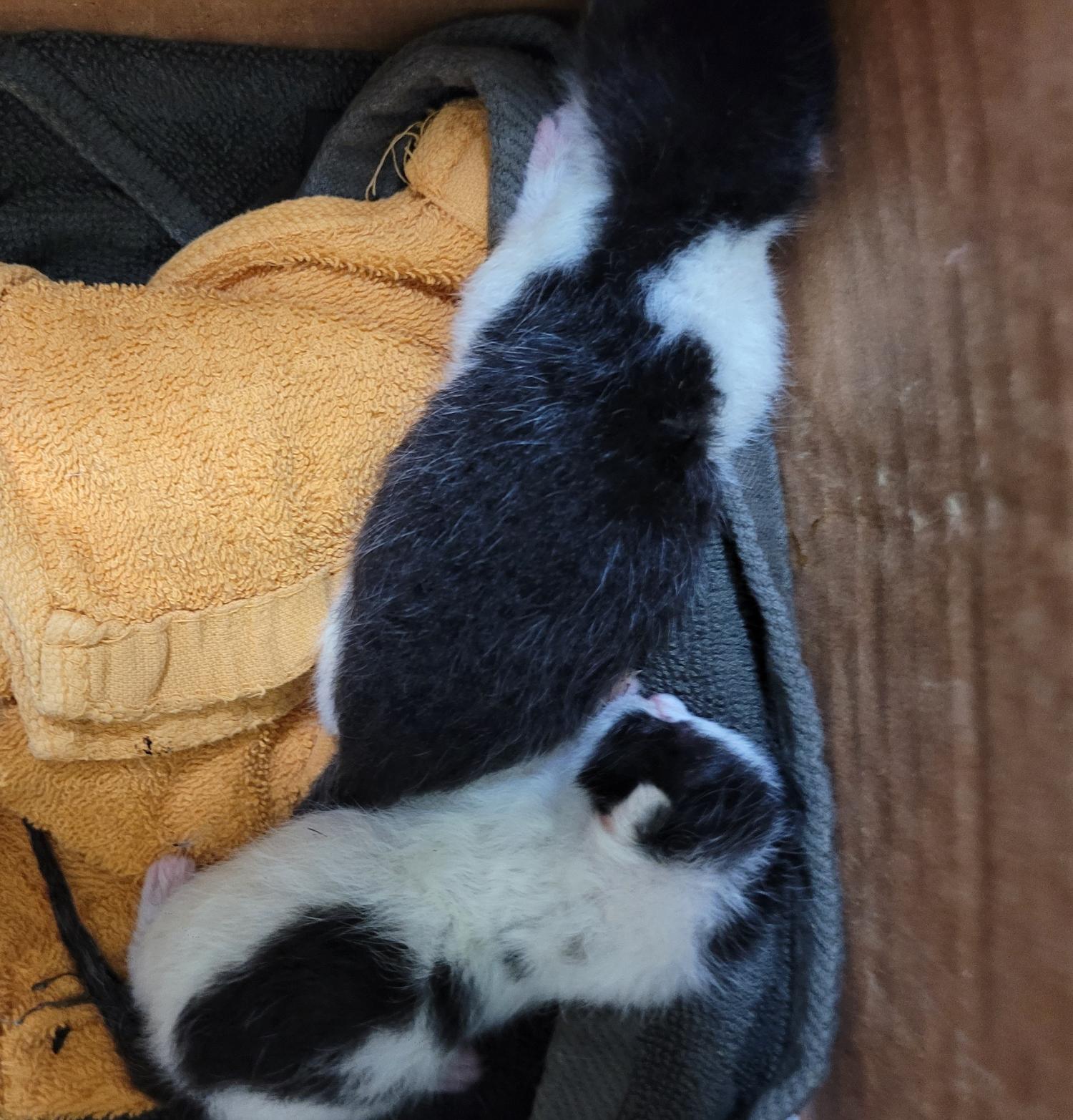 대구유기동물보호협회_427344202300148