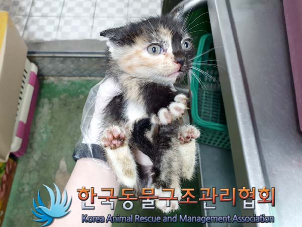 한국동물구조관리협회_411311202300368