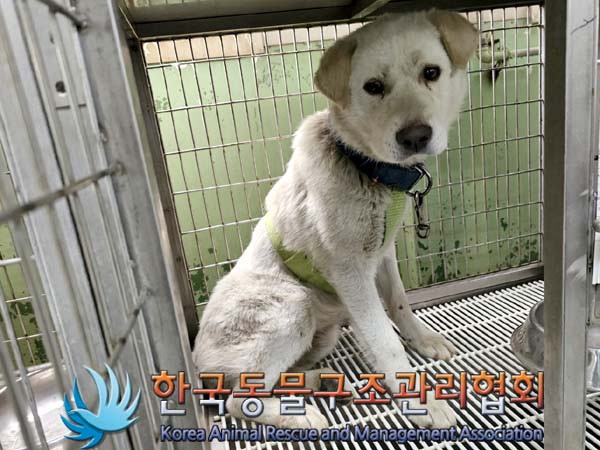 한국동물구조관리협회_411303202300200